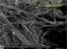 SEM-picture of amphibole asbestos, amosite in sprayed asbestos, loose fill asbestos fibres | © CRB Analyse Service GmbH