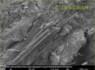 SEM-picture of amphibole asbestos, amosite in Promabest | © CRB Analyse Service GmbH