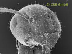 La nostra immagine preferita — La formica — Larghezza immagine ca. 1 mm | © CRB Analysis Service GmbH