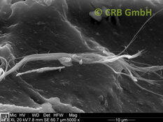 Amiante de chrysotile dans colle noire, image MEB | © CRB Analyse Service GmbH