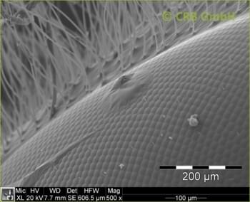 Œil à facettes d’une abeille mal rasée