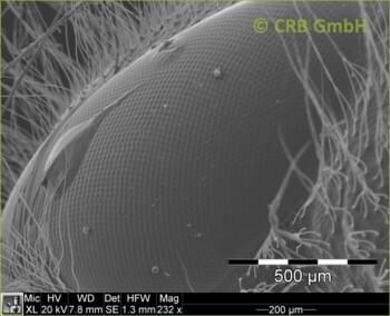 Œil à facettes d’une abeille mal rasée