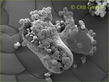 Capsule éclatée d’une Euphorbia leuconeura