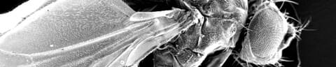 CRB GmbH | picture generation at SEM | © CRB Analyse Service GmbH CRB GmbH | picture generation at SEM | © CRB Analyse Service GmbH