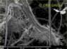 SEM-picture of chrysotile asbestos in Promabest | © CRB Analyse Service GmbH