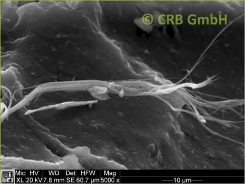REM-Bild Chrysotil-Asbest in Schwarzkleber | © CRB Analyse Service GmbH REM-Bild Chrysotil-Asbest in Schwarzkleber | © CRB Analyse Service GmbH